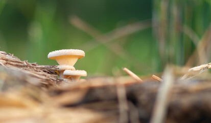 Photo of tiny white mushrooms growing on dry wood.