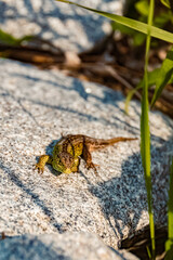 Lacerta agilis, sand lizard, enjoying the sun on a sunny summer day