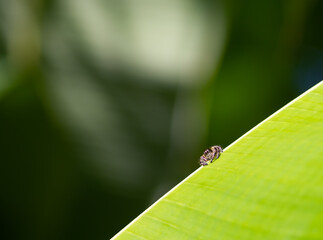 Photo of a small spider on a banana leaf.