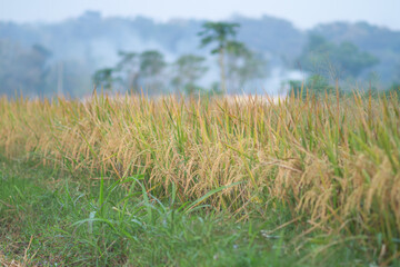 The photo of rice is yellow and ready to be harvested.