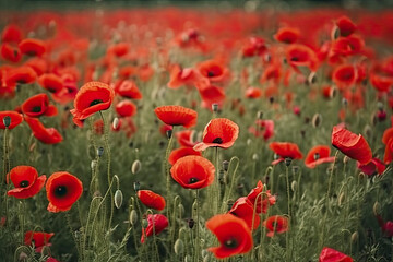 Fototapeta premium Red poppies in a poppies field - desaturated background.AI generated