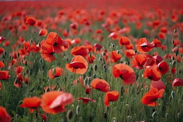 Red poppies in a poppies field - desaturated background.AI generated