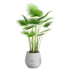 plant in a pot On transparent background PNG file. Can be used for invitations, greeting, wedding card	