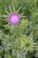 Silybum marianum thistle flower. Also called milk thistle, blessed milkthistle, Marian thistle, and Mary thistle.