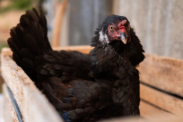 Black hen with feathers standing up to protect eggs
