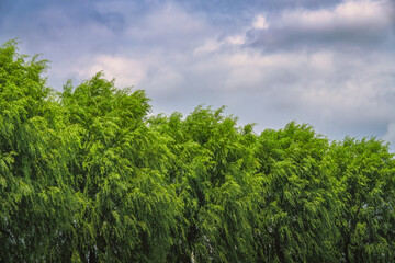 Obraz premium 버드나무