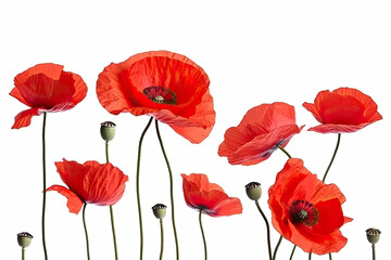 Obraz premium Three red poppy flowers isolated on white background, studio shot.AI generated