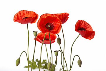 Obraz premium Three red poppy flowers isolated on white background, studio shot.AI generated
