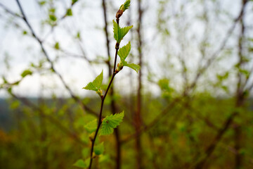 Close up of young leaves in the spring