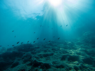 Fototapeta na wymiar Silhouette of fish in the depths of the sea.