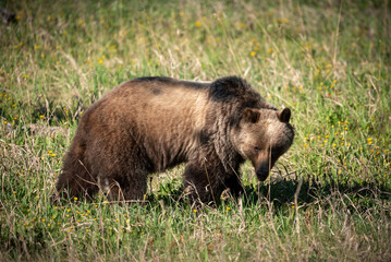 Wild Grizzly Bear seen in Banff National Park during summer time with green grass background and view of large bear in nature, natural environment. 