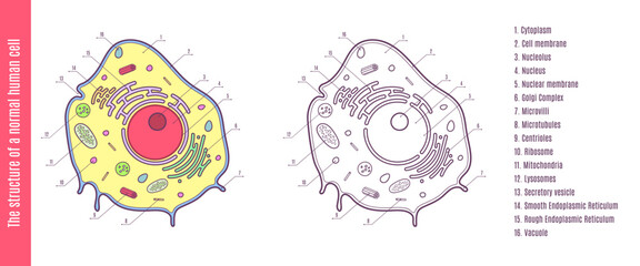 The Structure of Normal Human Cell
