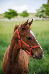 Foal of red horse on pasture. Portrait of young thoroughbred horse