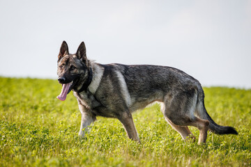 German shepherd dog in field. Grey purebred sheepdog outdoors