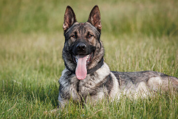 German shepherd dog lying in grass. Trained dog outdoors