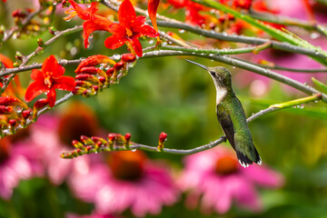 Fototapeta premium Hummingbird Perched on a Flower Branch