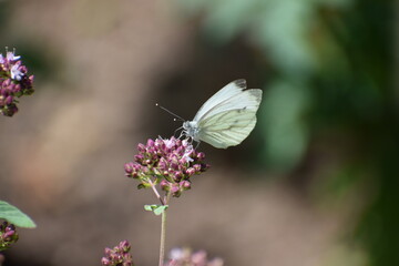 cabbage white butterfly on oregano flwoers