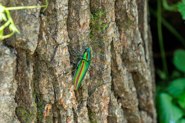 産卵場所を探すタマムシ