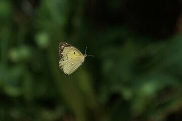 飛び回るモンキチョウ