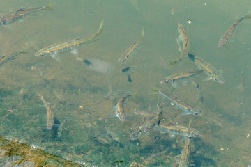 小川で泳ぐオイカワの群れ