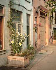 Flowers on the street in Cobble Hill, Brooklyn, New York