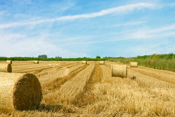 Fototapeta premium hay bales in the field, sunny day