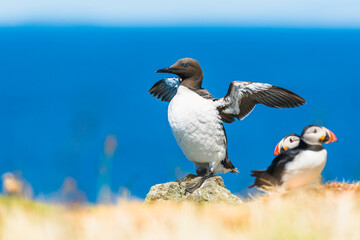 Guillemot, Uria Aalge in Habitat
