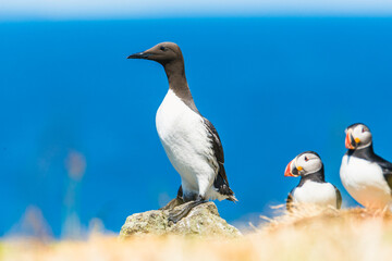 Guillemot, Uria Aalge in Habitat