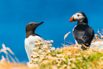 Guillemot, Uria Aalge in Habitat