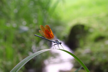 二ホンカワトンボ
