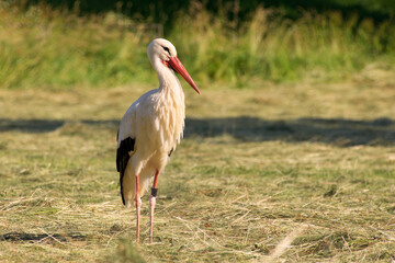 The white stork close-up in a park
