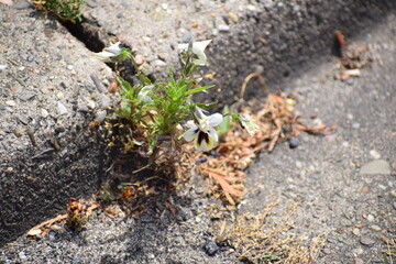 Pansy growing and blooming between stones