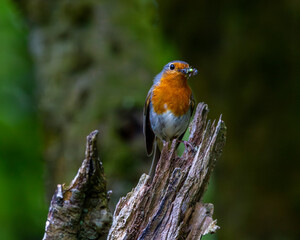 European robin perched on a broken branch with an insect in its beak