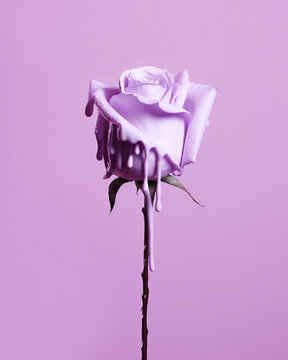 Beautiful purple rose flower from which droplets of paint are dripping in monochromatic tones on a minimal pastel background. Generative AI.