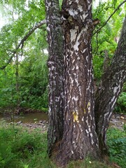 birches tree in the forest