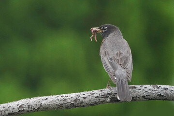 Robin parent with food in beak for young babies