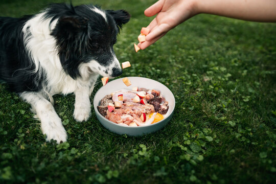 Feeding a dog a bowl of raw food