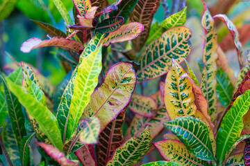 Close up of variegated croton leaves, tropical foliage background © nipol