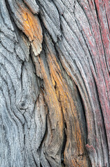 Multi-coloured detail of dead tree trunk