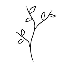 Botanical line.plant line art.