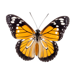 Fototapeta premium Front view of Common tiger butterfly isolated on white transparent background