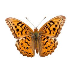 Front view of Great spangled fritillary butterfly isolated on white transparent background