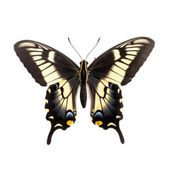 Naklejka premium Front view of Polydamas swallowtail butterfly isolated on white transparent background
