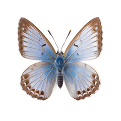 Front view of Short-tailed blue butterfly isolated on white transparent background