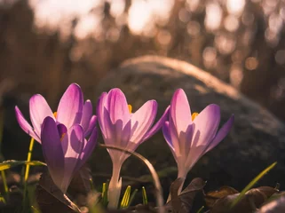 Selbstklebende Fototapeten Purple crocus flowers in the spring sunshine © Kamil