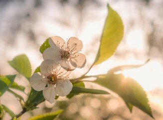 White flowers in the sun