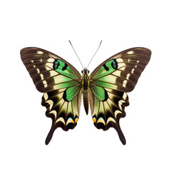 Front view of Tailed jay butterfly isolated on white transparent background