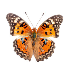 Front view of West Coast lady butterfly isolated on white transparent background