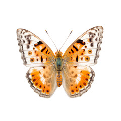 Front view of West Coast lady butterfly isolated on white transparent background
