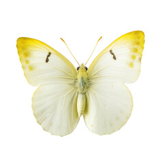 Front view of White angled Sulphur butterfly  isolated on white transparent background